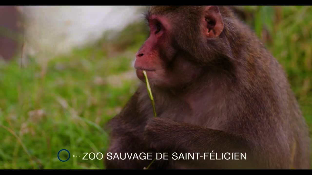 Souvenirs et fous rires au Zoo Sauvage de Saint-Félicien